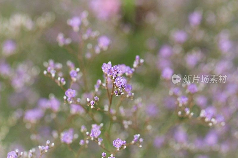 利蒙铀乳酸 - 布赖特布莱特特里格・斯捷潘施莱尔